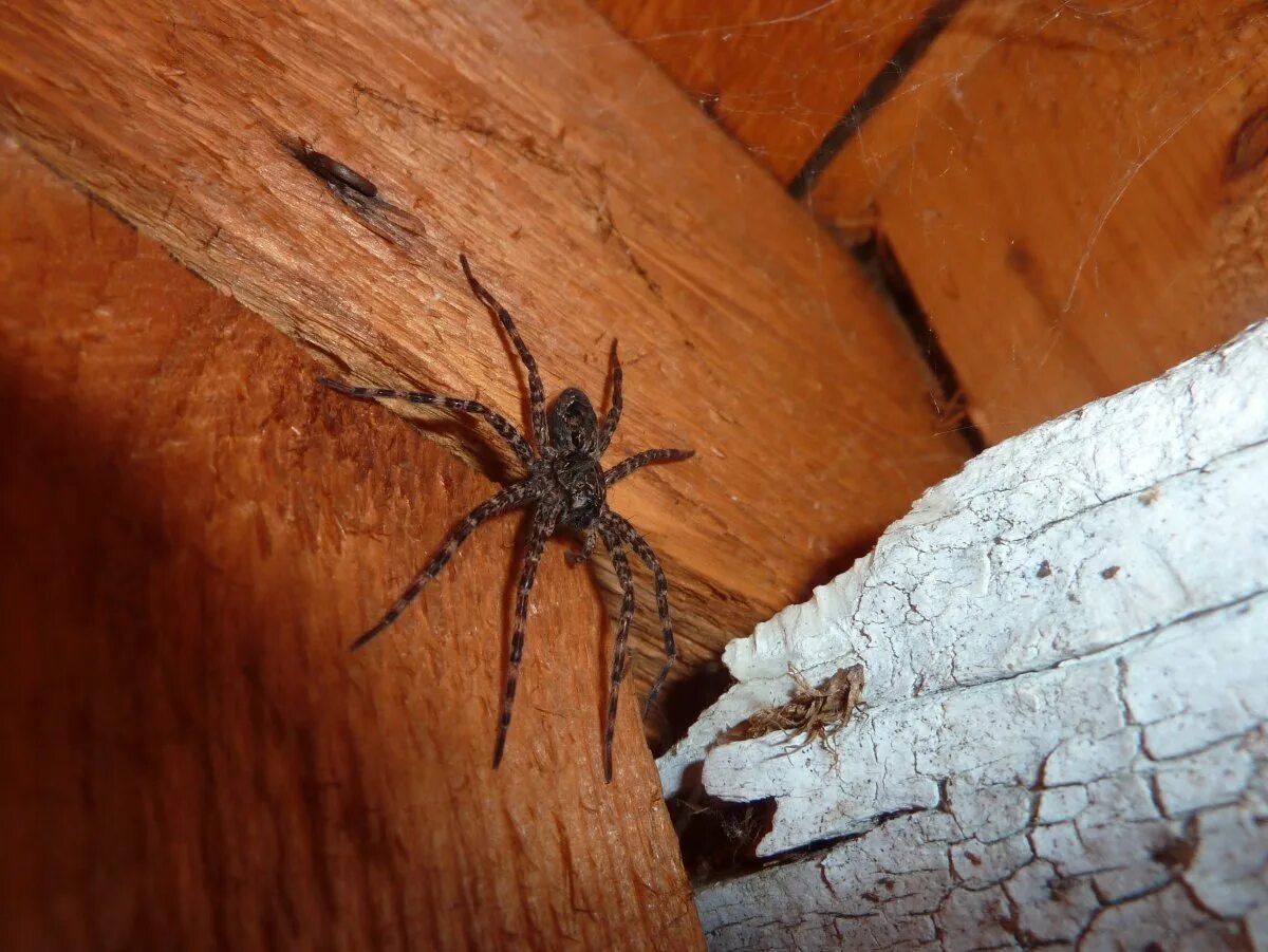 Как избавиться от пауков в доме частном. Домовой паук tegenaria agrestis. пауки в доме. тарантул на стене. чердачный паук.