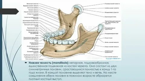 Нижняя челюсть парная или непарная