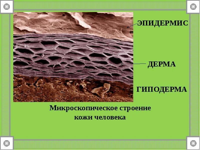 Какие функции выполняет гиподерма кожи. Микроскопическое строение кожи. строение эпидермиса кожи. строение кожи под микроскопом. микроскопическое строение кожи человека.