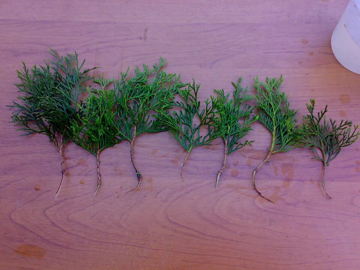Можжевельник обыкновенный отводками. Можжевельник обыкновенный черенкование. Черенкование можжевельника туи. Туя можжевельник черенком. Туя можжевельник черенком.