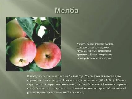 Плоды яблони мельба