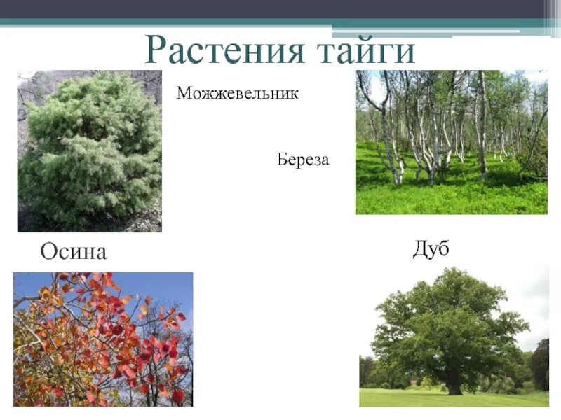 Растения тайги. Осина природная зона. Растения тайги в России. Осина в тайге. Осина в какой природной зоне