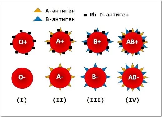 Первая группа 00. Система ab0 группы крови. Группы крови по системе ab0. Ibi0 группа крови. Группы крови ав0 таблица.