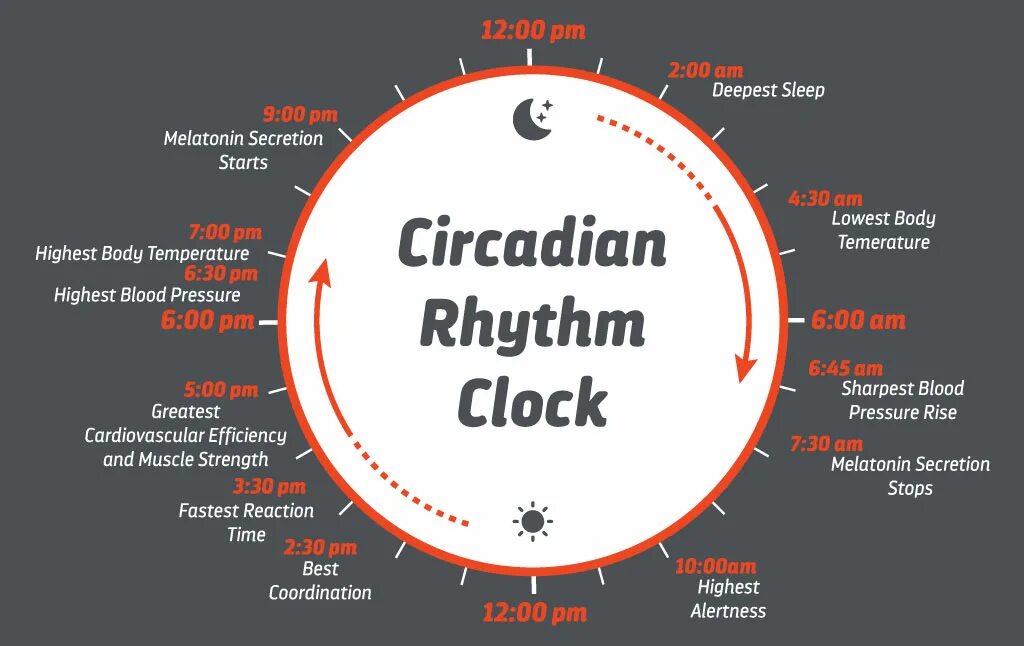 Circadian rhythm fasting. Срм система битрикс24. Circadian rhythm chart зтп. Circadian rhythm. Circadian cycle.
