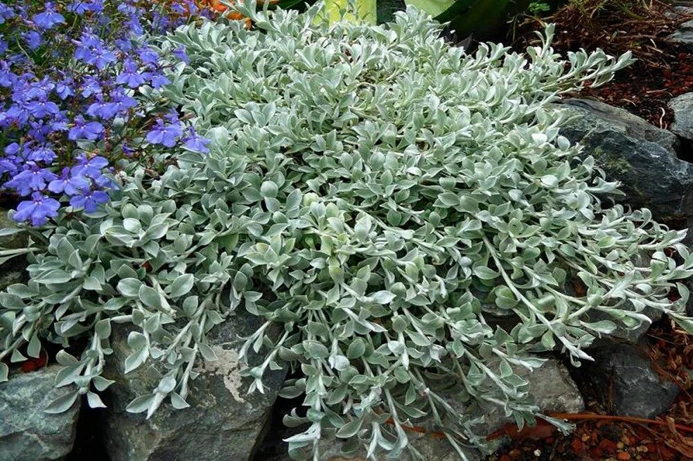 Гелехризум. Гелихризум маргариткоцветковый. Гелехризум. Гелихризум византия. Гелихризум бессмертник сухоцветы.