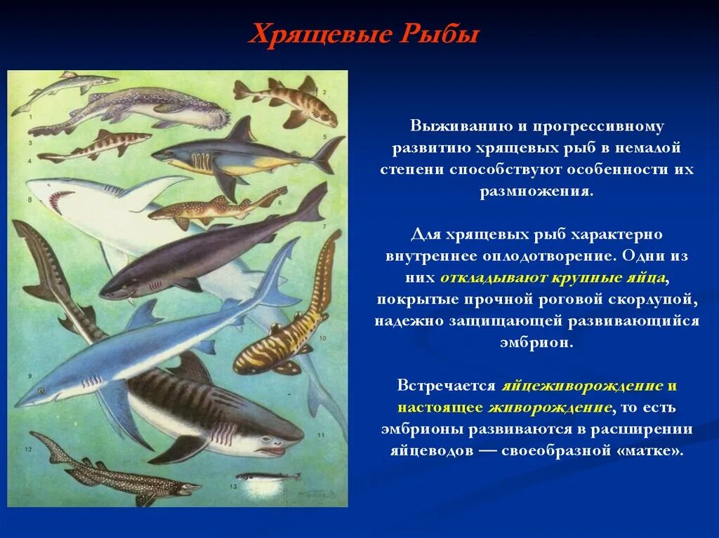 Три примера хрящевых рыб. Основные систематические группы рыб 7. Группы хрящевых рыб. Класс хрящевые рыбы рыбы. Костные рыбы и хрящевые рыбы.