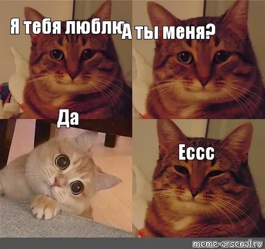 Мем кот можно. Кот Мем да. Английский кот Мем. Мемы с котами на английском. Мем с котами английский.