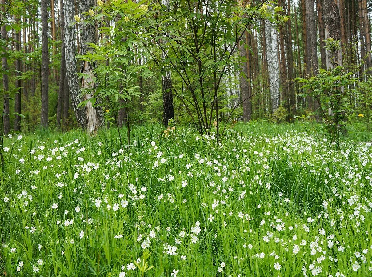 1 мая трава. Белоцветка Болотная. Ветреница Луговая Поляна. Лес Майский Лесная Полянка Урал.