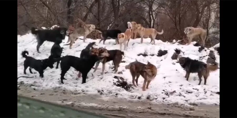 Нападение на друг друга. Стая собак Пролетарский Саратов. Свора собак Пушкинский район.