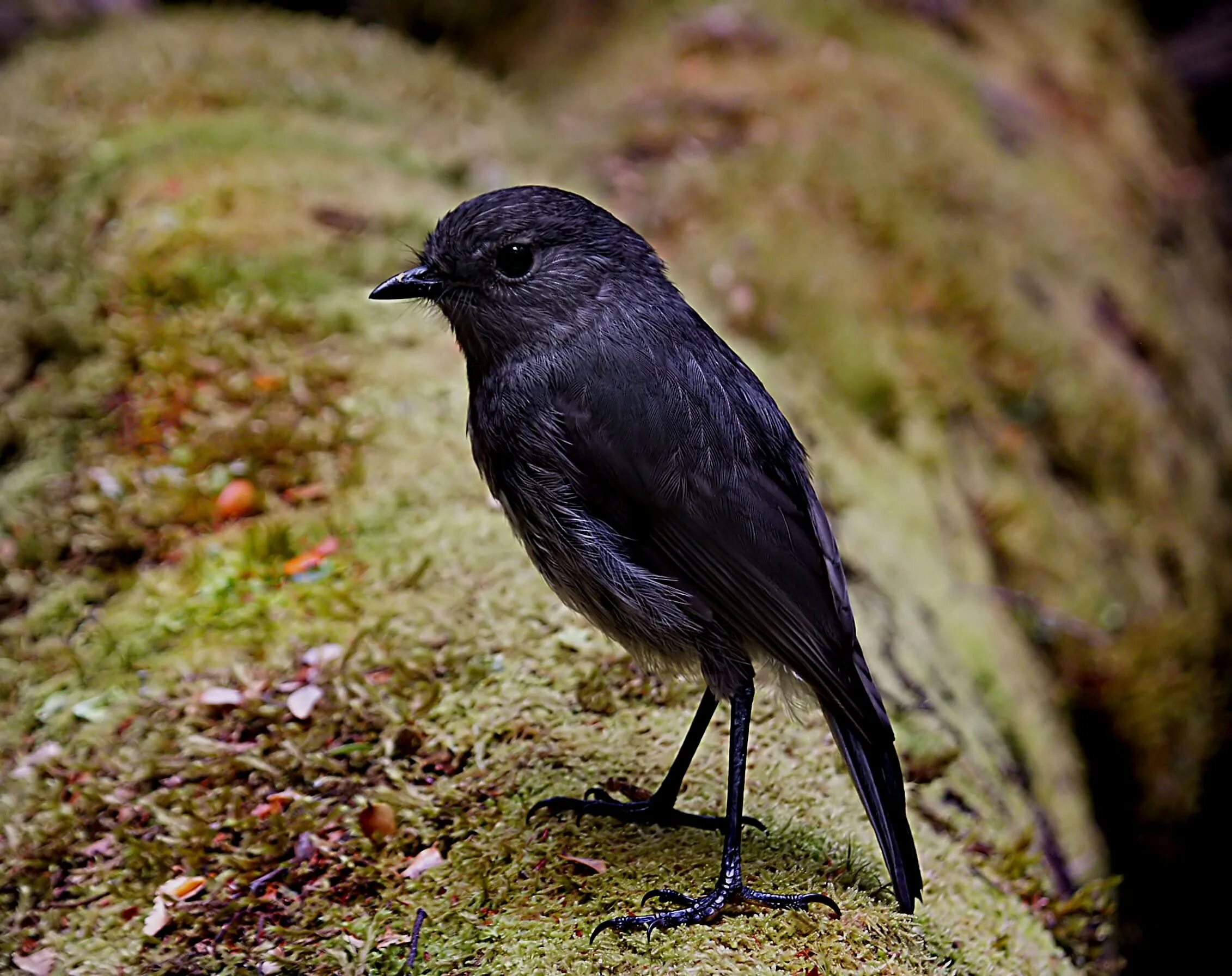 Маленькие темные птицы. Черный Дрозд с черным клювом. Черный Воробей. Маленькая черная птичка. Черная птица похожая на воробья.