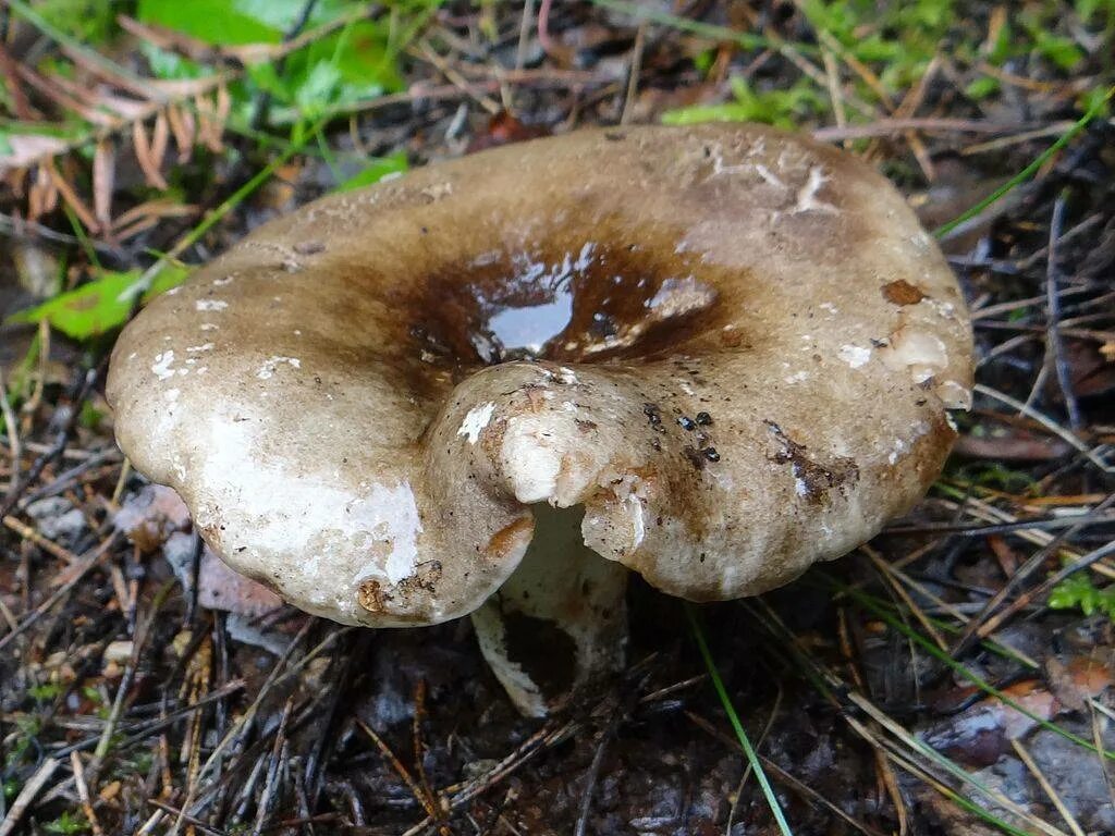 Подгруздок чёрный Russula adusta.. Сыроежка подгруздок белый. Подгруздок частопластинчатый. Сыроежка черная, подгруздок черный. Есть гриб груздь