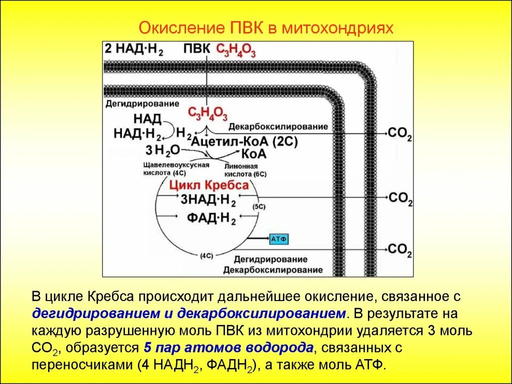 В результате окисления образуется. Цикл Кребса в митохондриях. Цикл Кребса кислородный этап. Окисление ПВК В митохондриях. Окисление в митохондриях происходит.