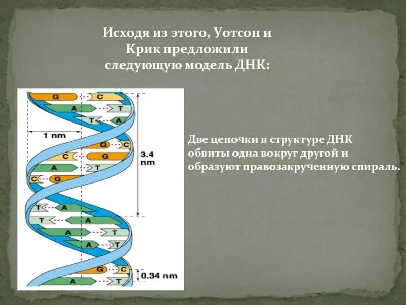Модель структуры днк уотсона и крика. 2 цепочная модель днк уотсон. структура днк по уотсону и крику. модель днк предложенная уотсоном и криком. вторичная структура днк модель уотсона и крика.