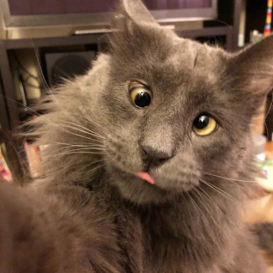 Косоглазый кот Блестящий Cross eyed cat, Beautiful cats, Cute cats