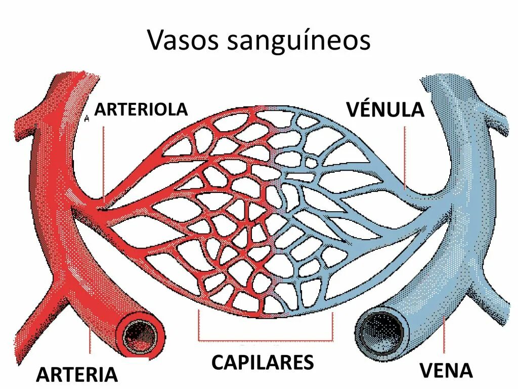 Пронизан кровеносными капиллярами. Артерии артериолы вены. Сосуды артерии вены капилляры. Артерия артериола венулы Вена.