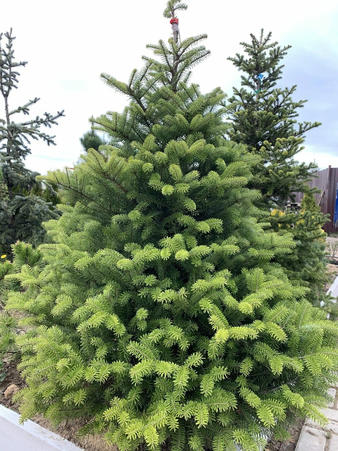 Питомники пихт. Пихта лесная сеянцы. Питомники пихт. Плантация елок. Сибирская пихта подлесок.