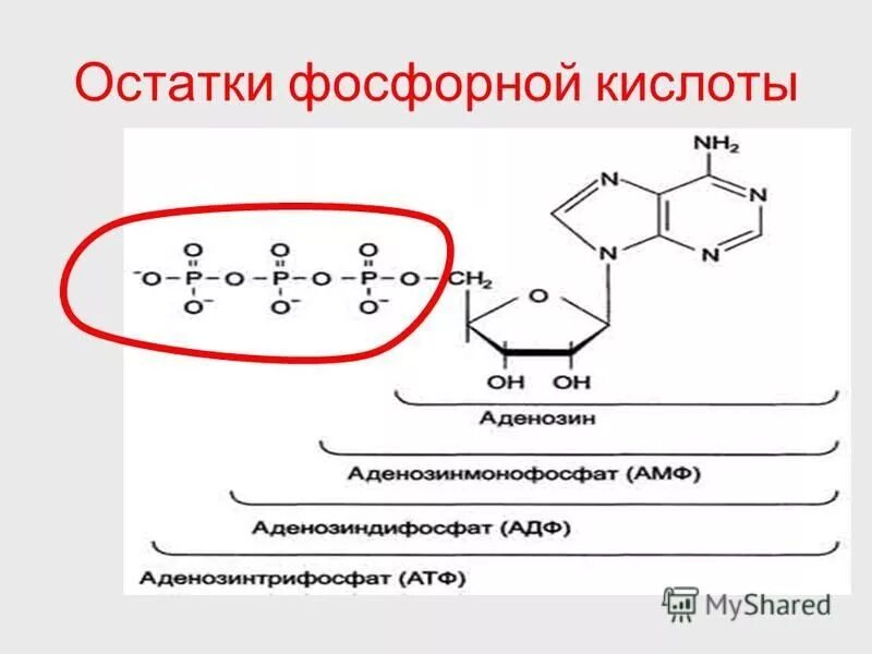 Остаток фосфорной кислоты рнк формула. Остаток фосфорной кислоты. Содержит три остатка фосфорной кислоты. Содержат в составе остаток фосфорной кислоты. Строение нуклеотидов нуклеотидов рнк.