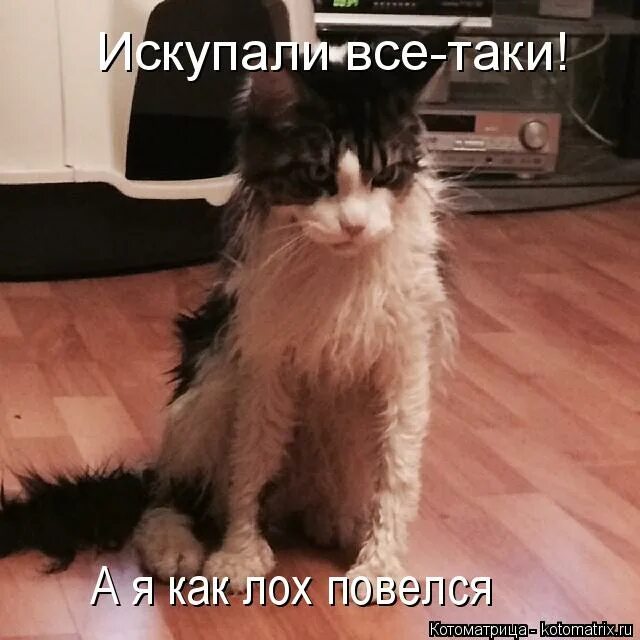 повелся лох. зачем я это сказал. пон мем. сарказм про ипотеку. повелся лох.