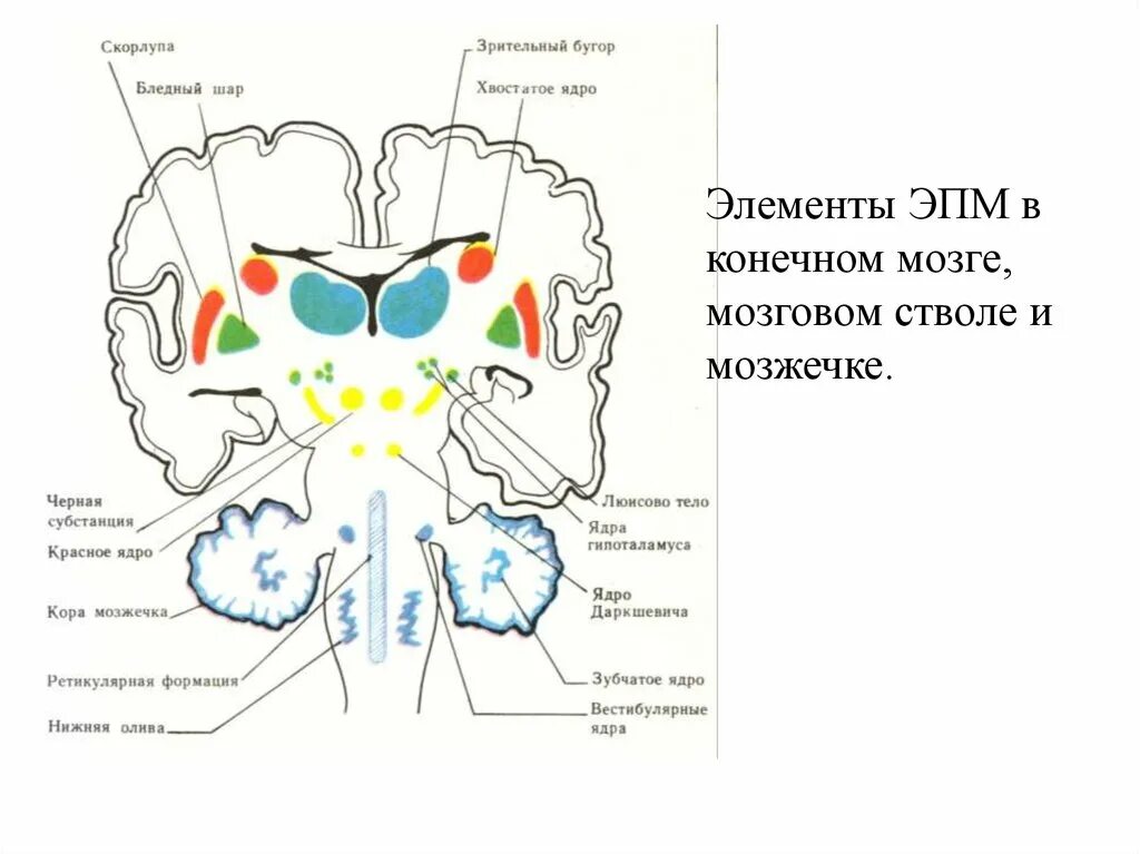 Функция ядер головного мозга. Подкорковые ядра головного мозга анатомия. экстрапирамидная система мозга. базальные ядра головного мозга анатомия. базальные ядра конечного мозга схема.