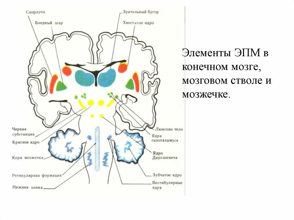 Подкорковые ядра полушарий. Экстрапирамидная система мозга. Базальные ядра головного мозга анатомия. Экстрапирамидная система ядра. Схема базальных ядер головного мозга.