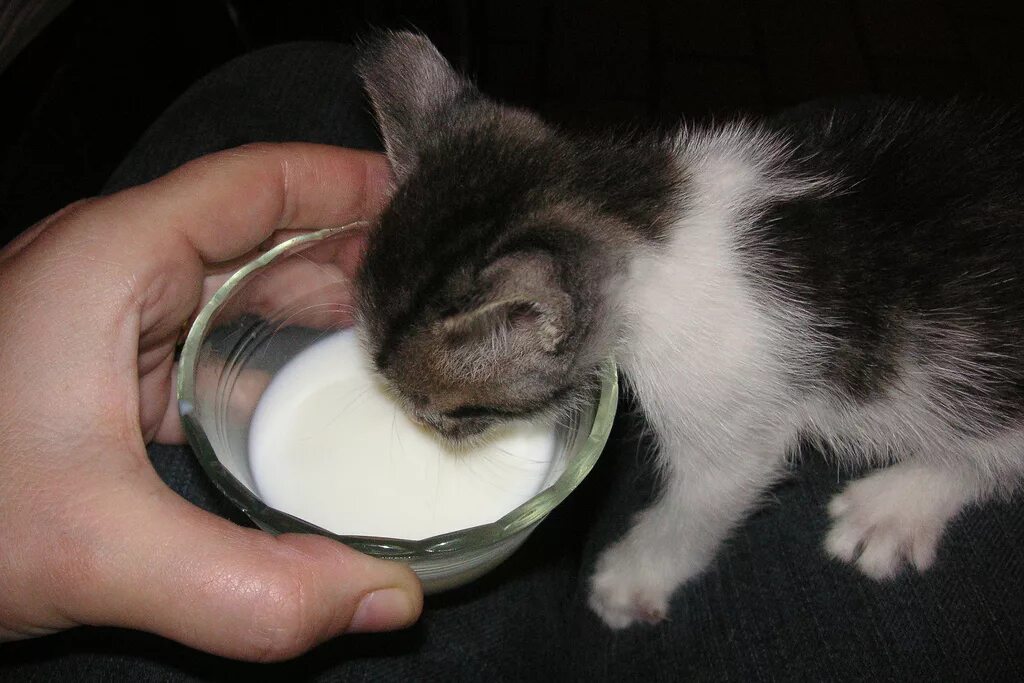 Сколько поить кота. Котенок пьет молоко. Котенок лакает молоко. Маленький котенок пьет молоко. Молоко для котят.