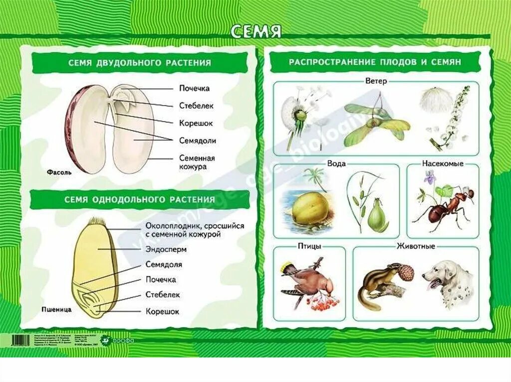 Биология очкур