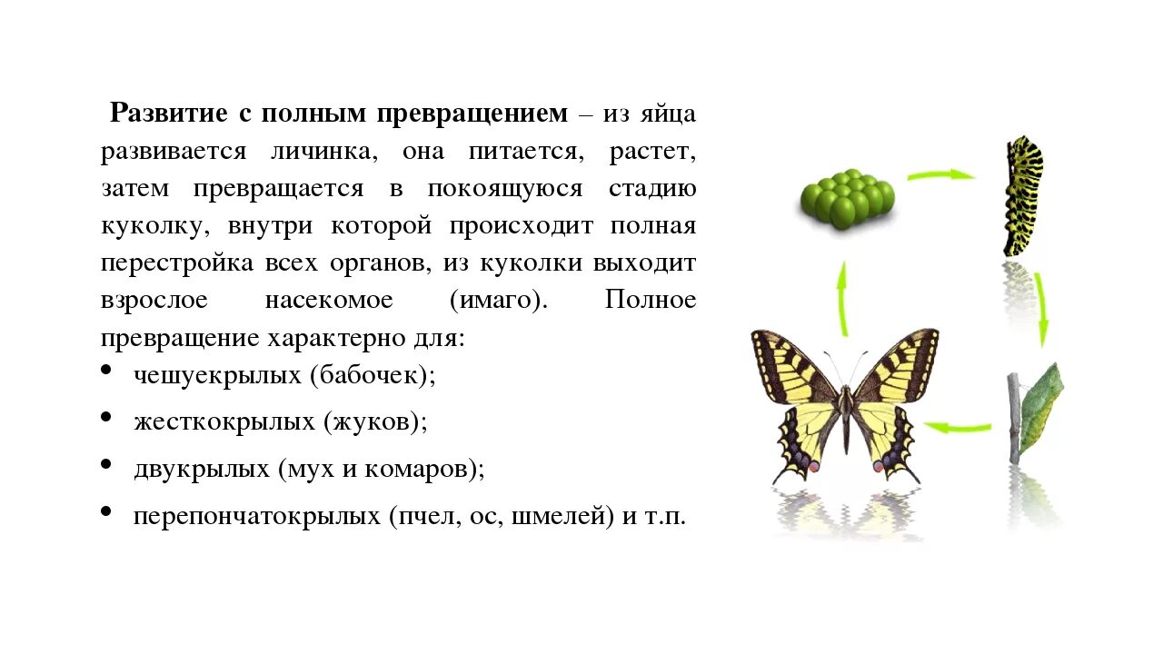 Какой тип развития характерен для бабочек. Фазы развития насекомого с полным превращением. Стадии развития насекомых, развивающихся с полным превращением. Фазы развития насекомых с полным и неполным превращением. Развитие бабочки с полным превращением.