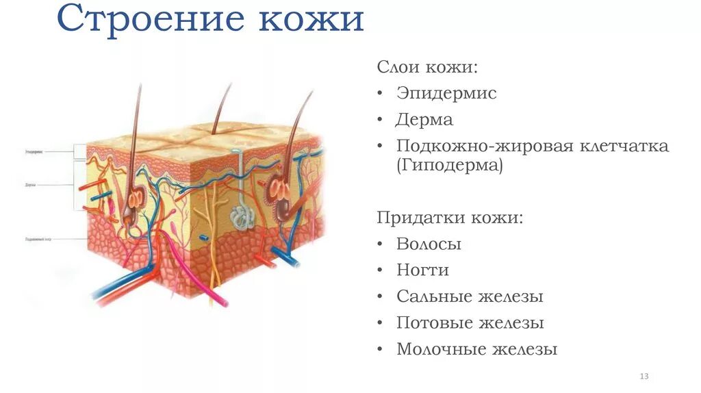 Слой 1) эпидермис 2) дерма 3) гиподерма. Схема строения кожи структура. Слои структуры строения кожи. Строение и функции кожи эпидермис дерма гиподерма.