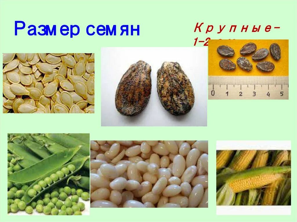 Семена время работы. Семя растения. Семена презентация. Семена овощей. Семена разных растений.