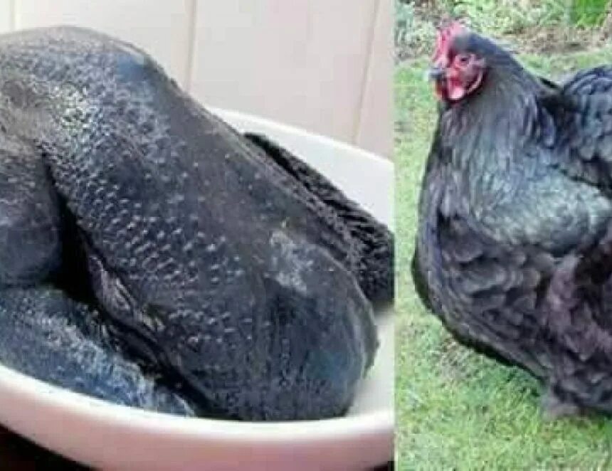 Кура с черным мясом. Чёрная курица Ухейилюй. Яйца Ухейилюй. Яйца кур Ухейилюй. Аям Цемани порода кур.