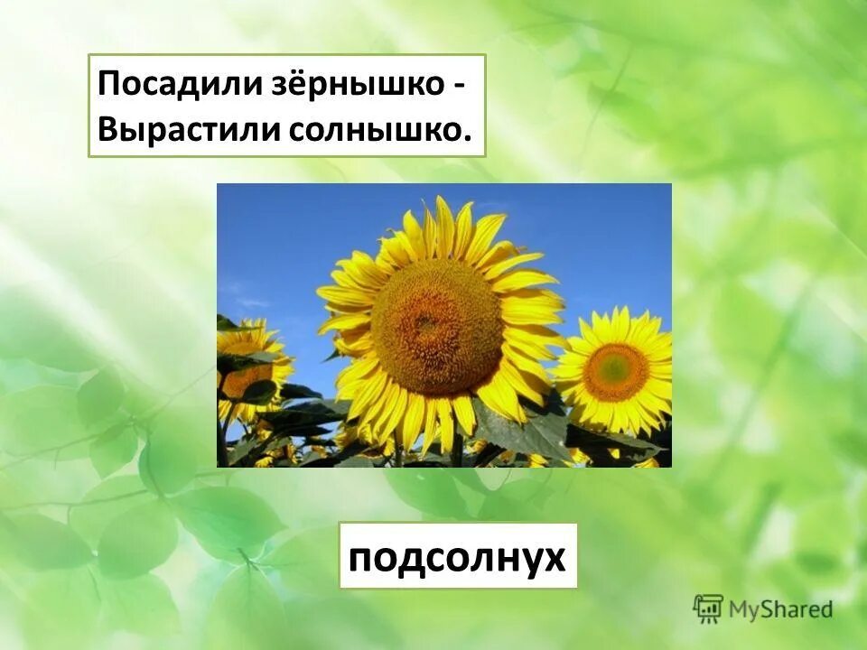 Стихотворение зернышко. Посадили зернышко. Выйди солнышко. Ирина токмакова зернышко. Пальчиковая гимнастика солнышко.