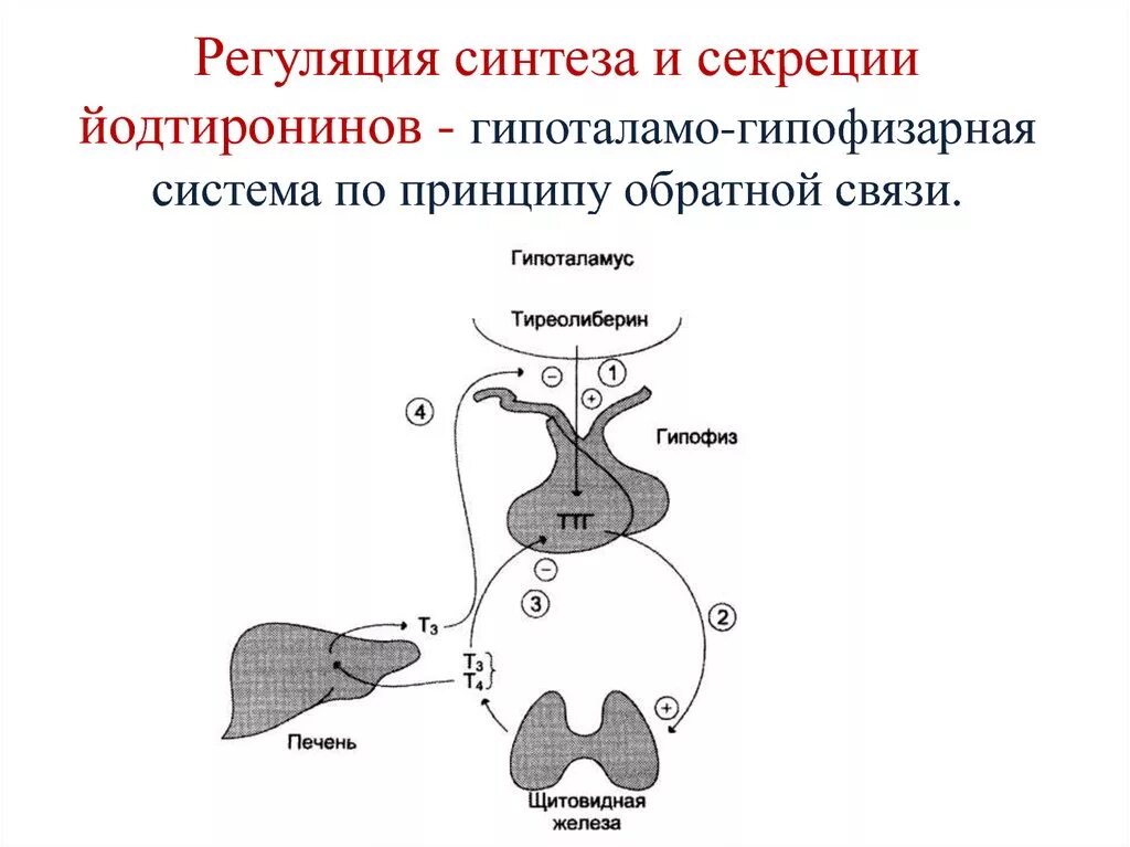 Принцип обратной связи гормонов гипофиза. Регуляция гипоталамо-гипофизарной системы. Схема регуляции гипоталамо-гипофизарной системы. Механизм обратной связи гипоталамо гипофизарной системы. Регуляция секреции гормонов гипоталамус- гипофизарной системы..