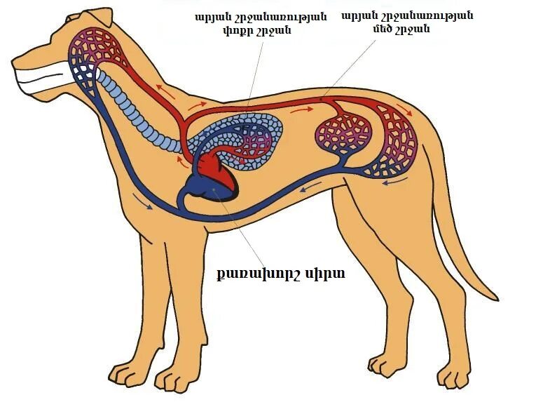 Кровеносная система животных. Органы кровеносной системы животных. Системы млекопитающих. Кровеносная система собаки. Внутреннее строение млекопитающих рисунок