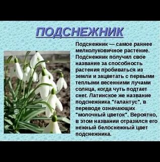 Текст о любом растении