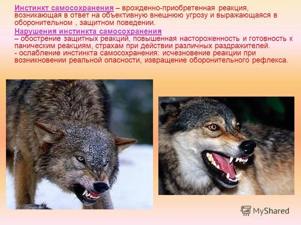 Защитные реакции животных. Инстинкт самосохранени. инстинкт самосохранения у животных. примеры инстинктивного поведения животных. инстинкт самосохранения у человека.