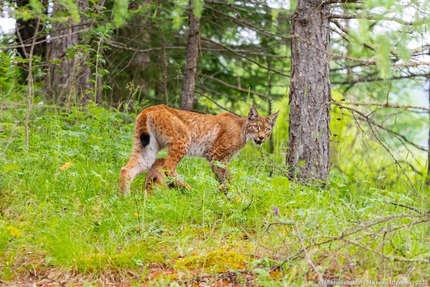 Восточносибирская Рысь. Рысь (Lynx Lynx) в дикой природе. Забайкальская Рысь. Рысь в Беловежской пуще. Встретил рысь