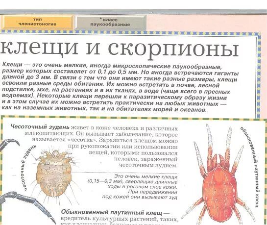 Сколько живет чесоточный. Чесоточный клещ чесотка. Чесоточный клещ среда обитания. Чесоточный клещ к какому классу относится.