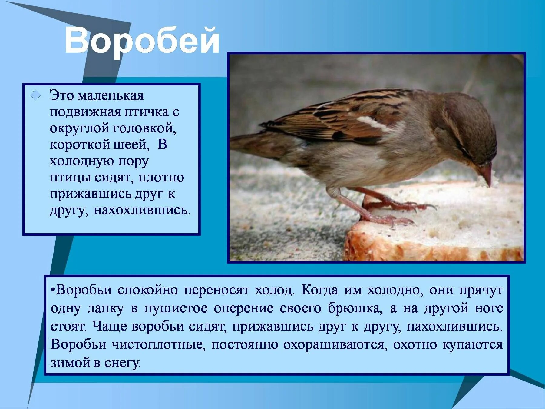 Почему воробьи маленькие. Воробей для презентации. презентация на тему воробей. птица с короткой шеей. воробьи зимой презентация.