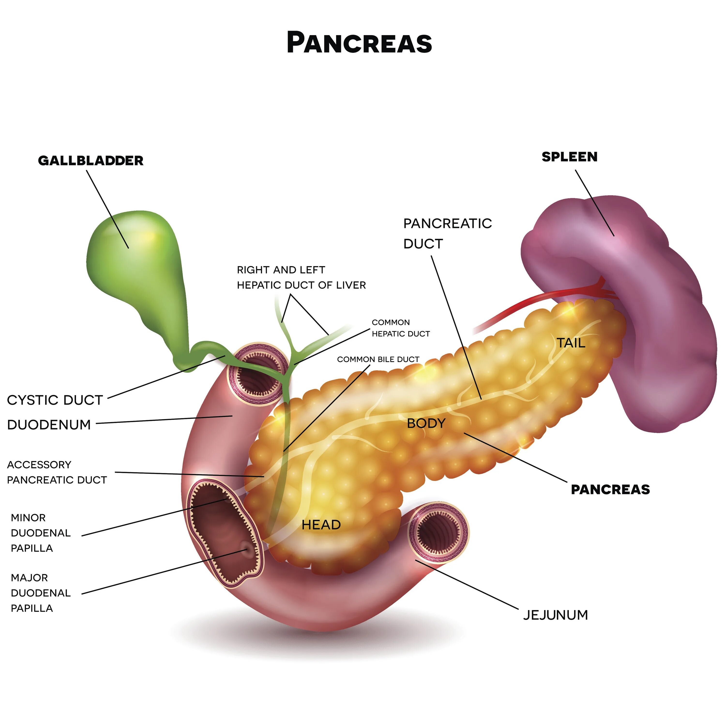 Селезенка желудок поджелудочная железа. Панкреатит желчного пузыря. Желудок желчный пузырь поджелудочная железа селезенка. Хронический панкреатит.
