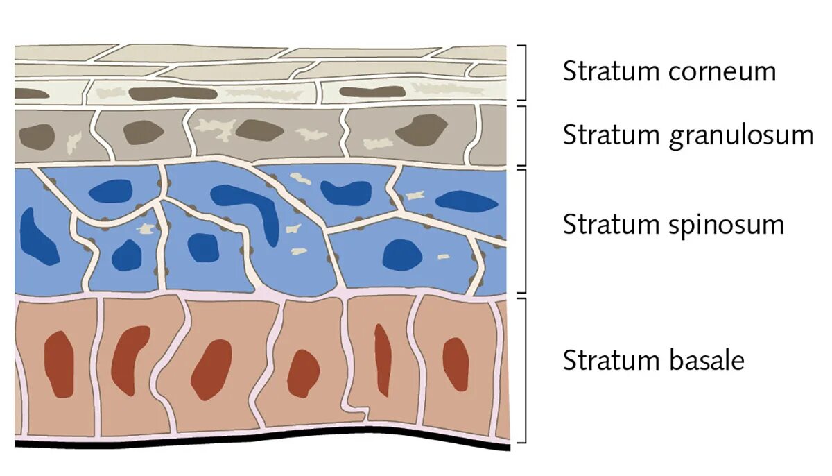 Stratum перевод. Stratum corneum. stratum granulosum. stratum ткань.