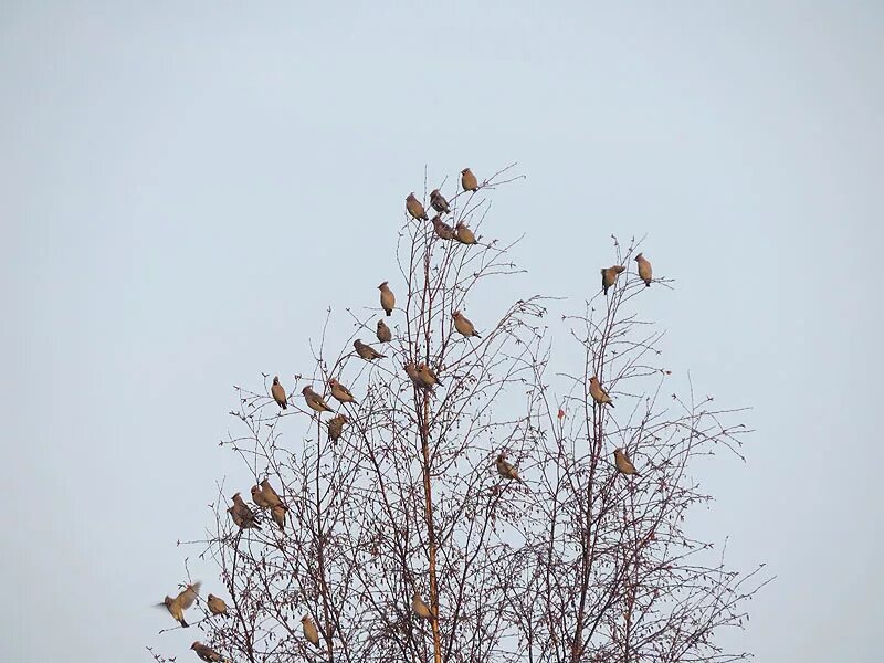Птицы на верхушках деревьев. Много птиц на Березе. Стая птиц на Березе. Птицы березовой Рощи.