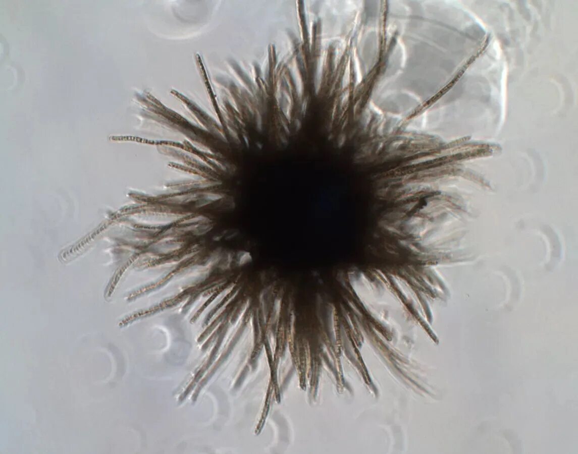 Формы жизни 2023. Триходесмиум водоросль. Trichodesmium Erythraeum водоросли. Триходесмиум индийского океана. Углеводородная форма жизни.