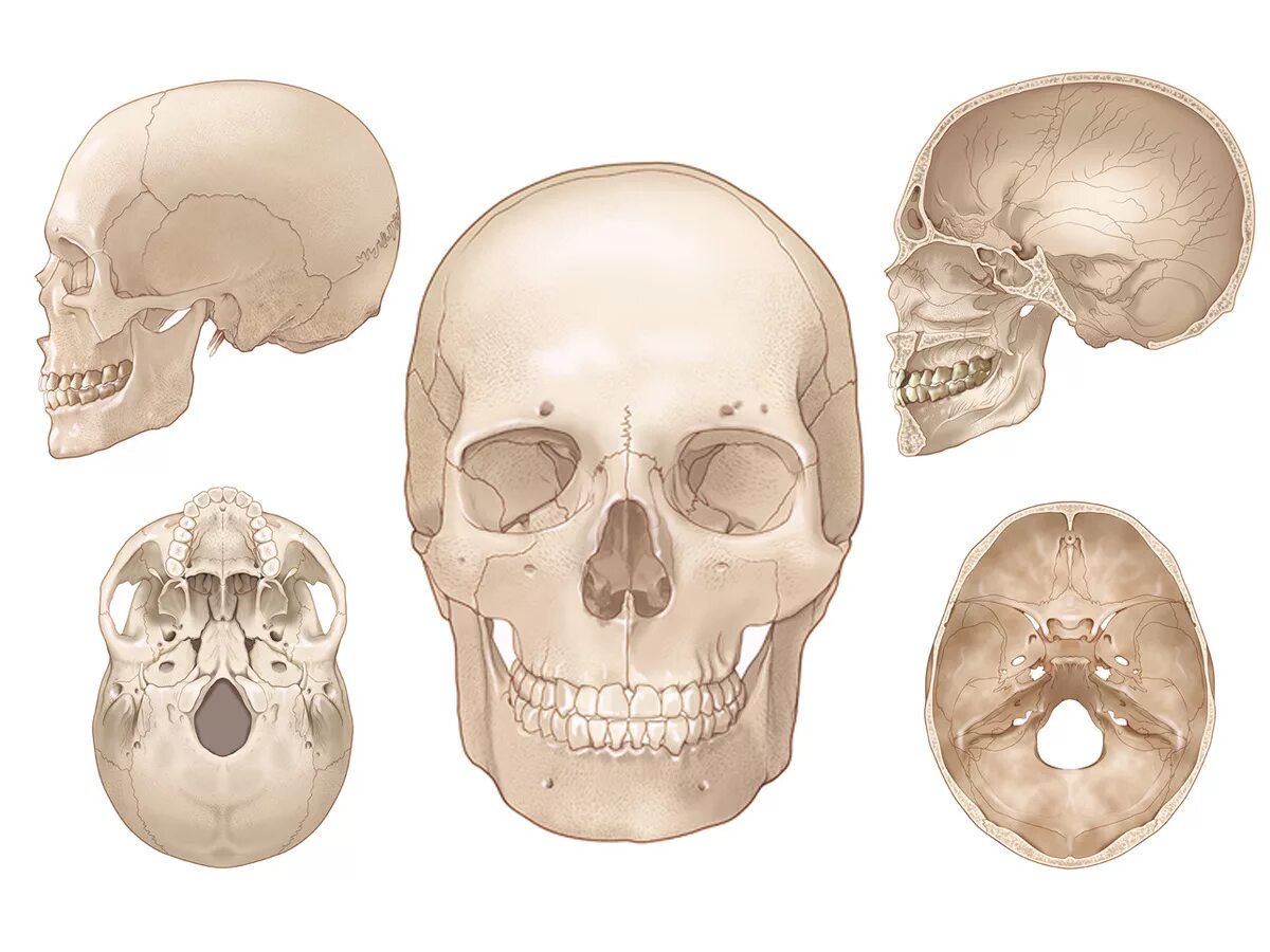 Череп анатомия. Черепа макеты для анатомии. Женский череп анатомия. Череп малыша