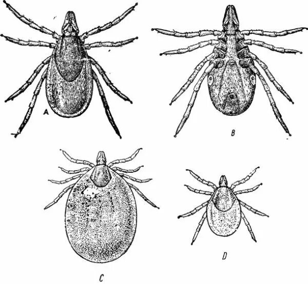 Иксодовые клещи заболевание. Иксодовые клещи самка. Энцефалитный иксодовый клещ. Орибатидный клещ.