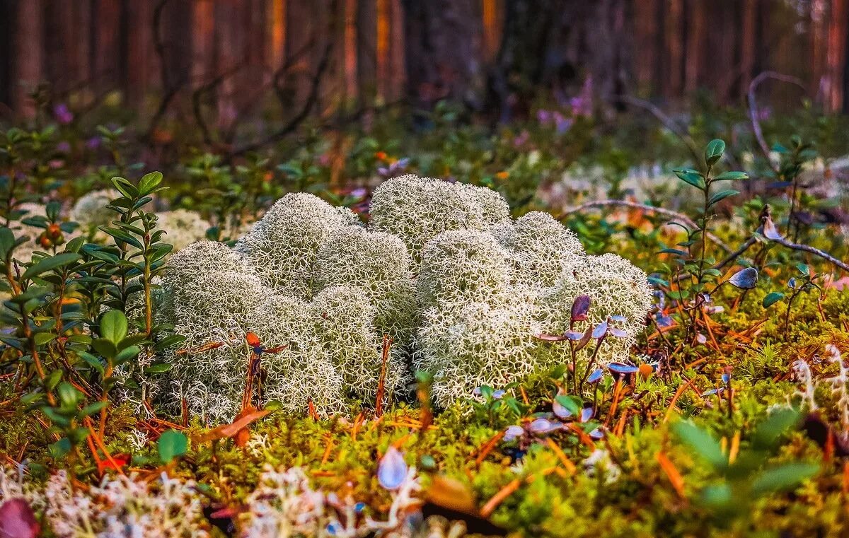 Ягель Олений мох. Олений мох сфагнум. Белый мох ягель. Беломошник ягель.