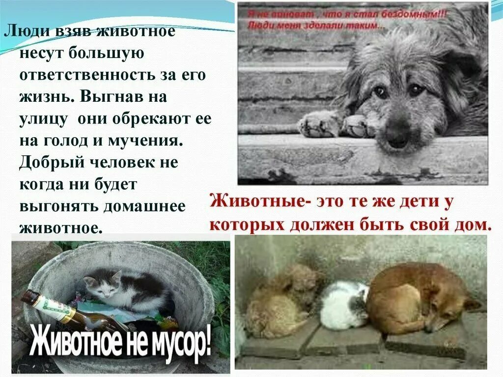 Хозяин собаки несет ответственность. Отношение к бездомным животным. бездомные животные. ответственность за животных. бездомные домашние животные.