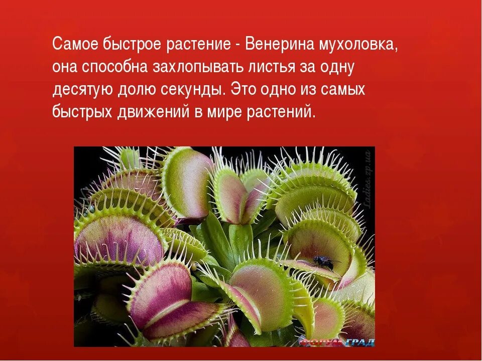 Неверное высказывание цветковые растения наиболее разнообразны. Венерина мухоловка миксотроф. венерина мухоловка описание. интересные факты о растениях. интересные факты о ростения.