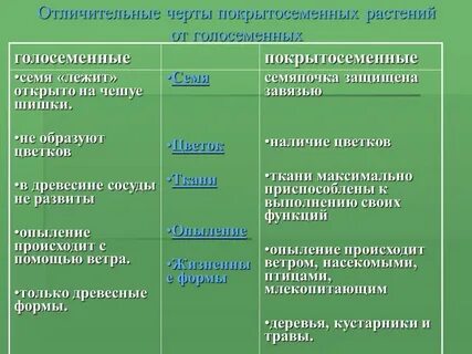 Высшие семенные растения особенности