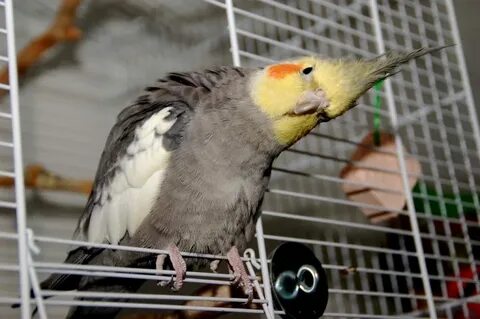 Корелла на улице