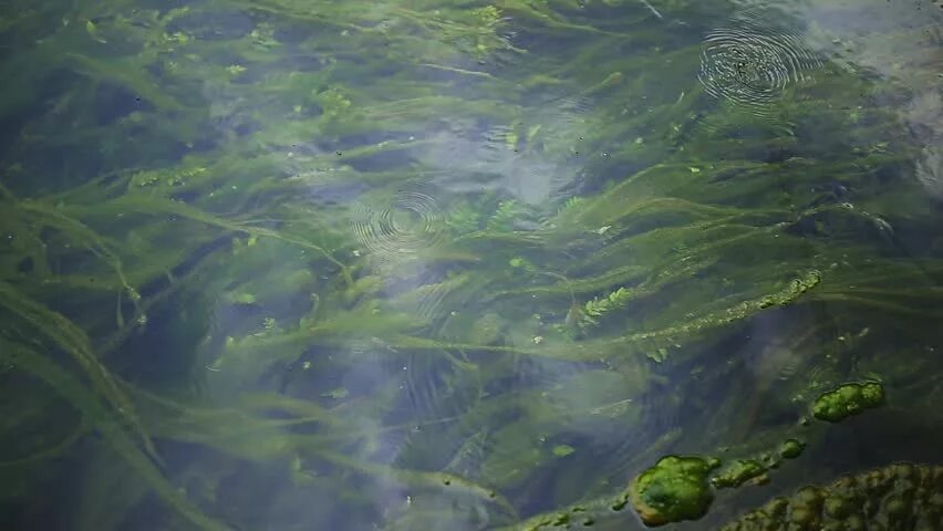 Речные водоросли. Водоросли в Сибири. Водоросли в реке. Водоросли в озере.